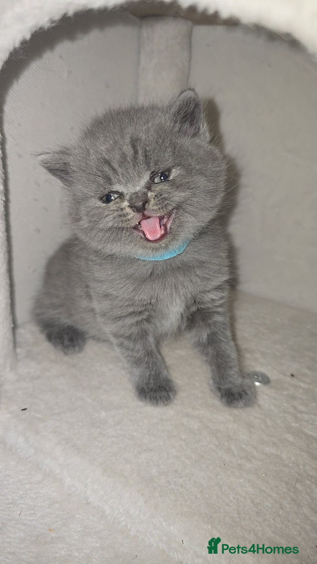 British Shorthair cats for sale: First Litter British Shorthair Pedigree Breed Blue - Image 13