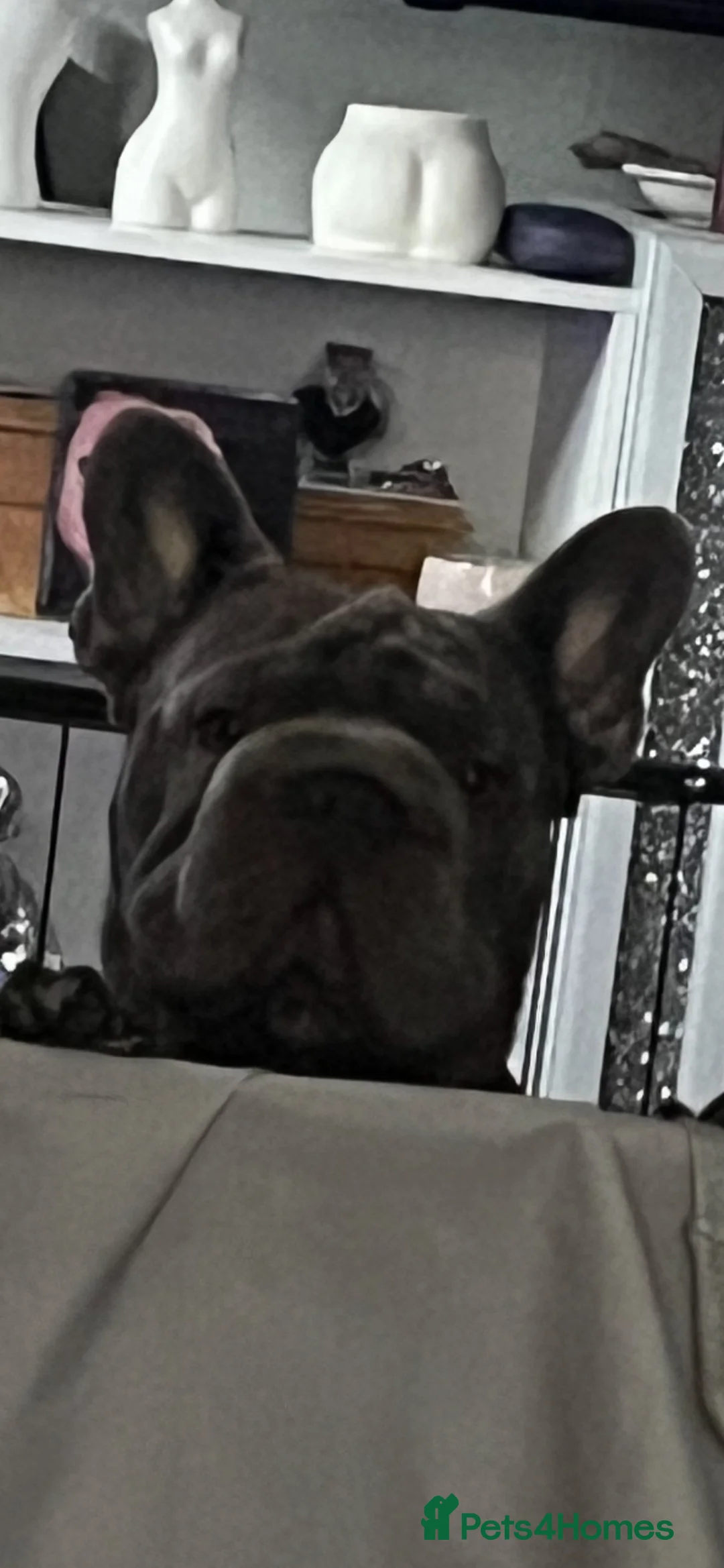 French Bulldog dogs for sale: Big rope French bulldog puppies in Nottingham - Advert 2