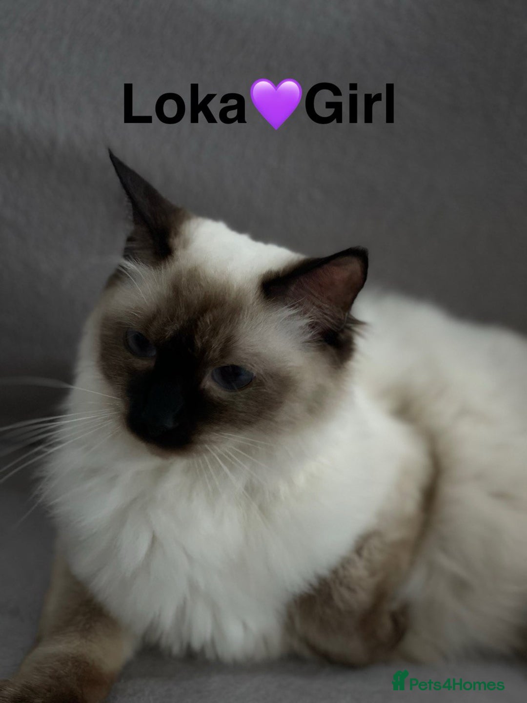 Ragdoll cats for sale: beautiful Ragdoll Cats looking for lovely families - Image 11