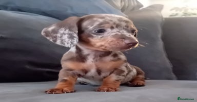 Miniature Dachshund dogs - Advert 4