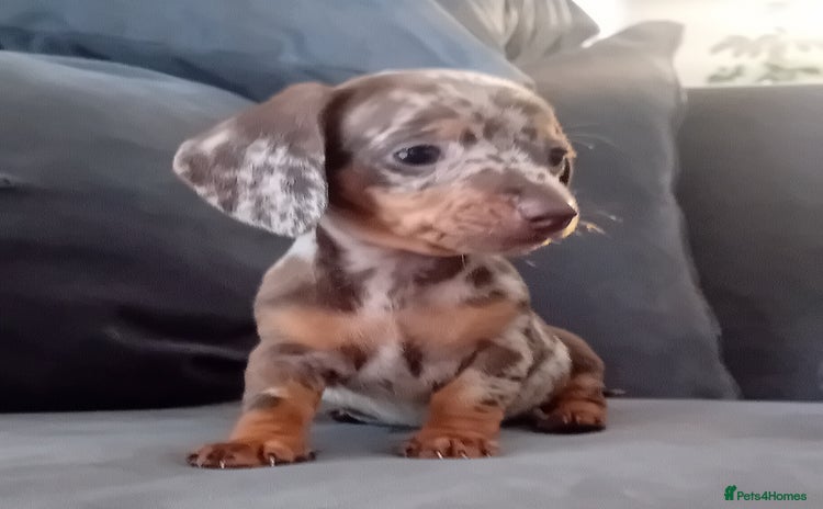 Miniature Dachshund dogs - Advert 1