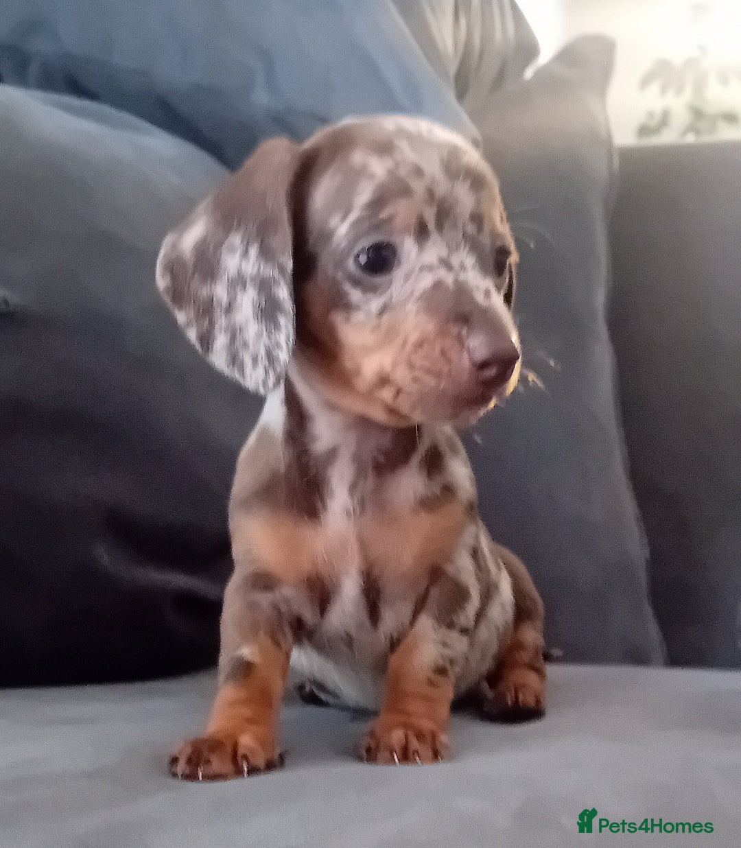 Miniature Dachshund dogs for sale: *READY TO GO* Miniature Daschund Puppies - Image 3