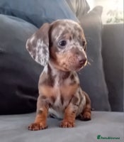 Miniature Dachshund dogs - Advert 6