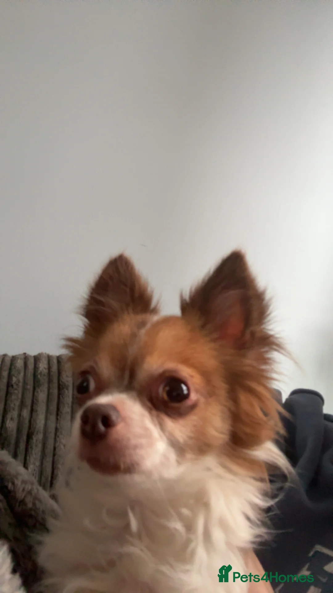 Mixed Breed dogs for sale: Two females to go together  - Advert 4