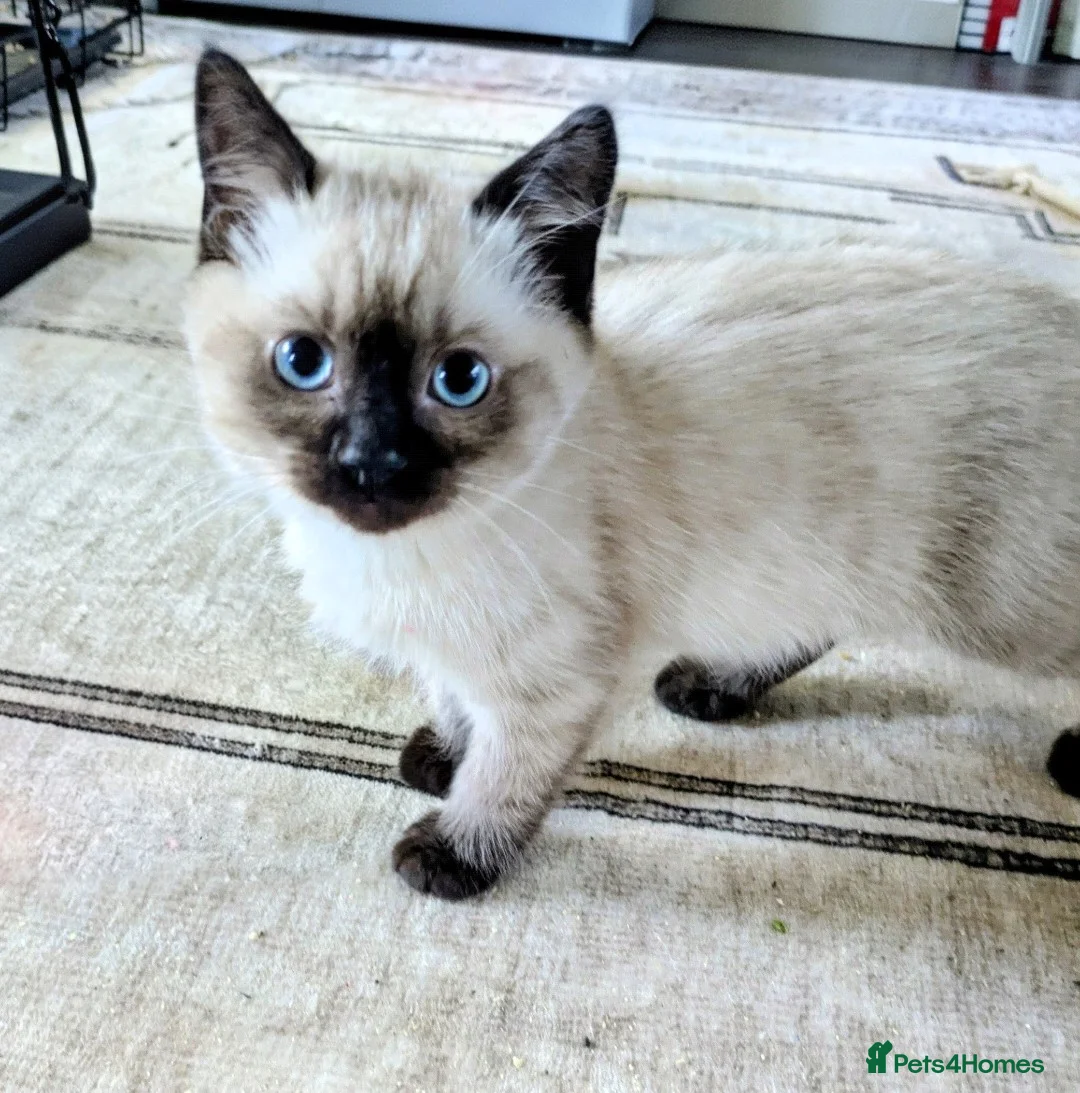 Ragdoll cats for sale: 5 British Blue Ragdoll kittens  in Leeds - Advert 2