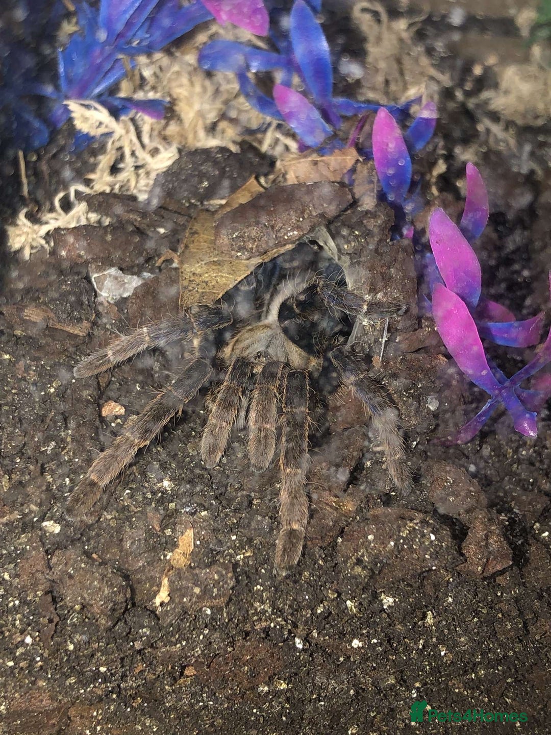 Tarantulas invertebrates for sale: Tarantulas for adoption  - Image 5