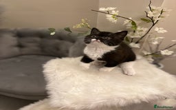 British Shorthair cats for sale: Lilac,Blue,BiColours & Colourpoint Registered  - Image 25