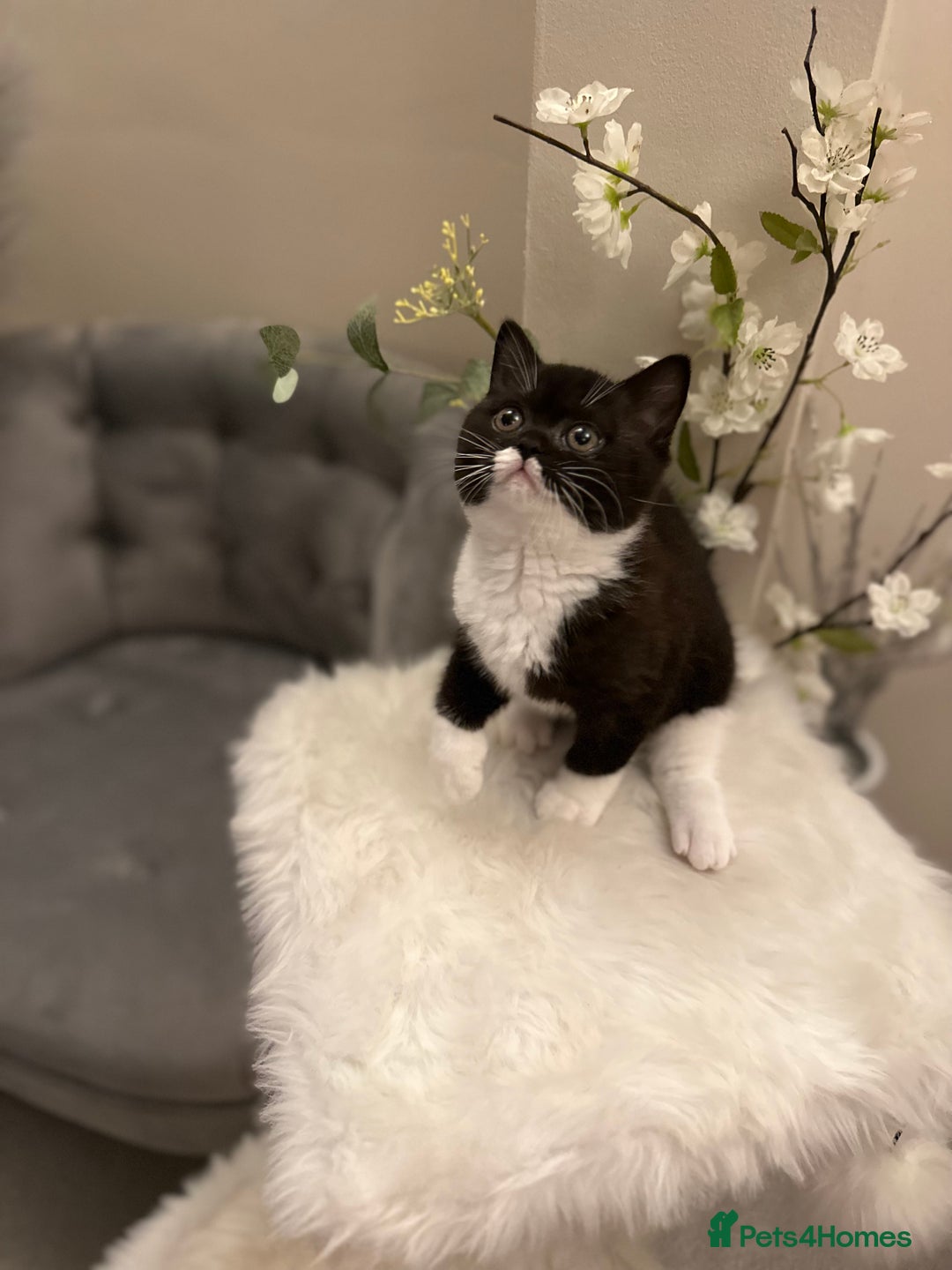 British Shorthair cats for sale: Lilac,Blue,BiColours & Colourpoint Registered  - Image 25