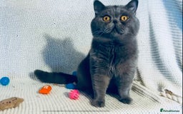British Shorthair cats for sale: Adult Females and Males for Sale  - Image 4