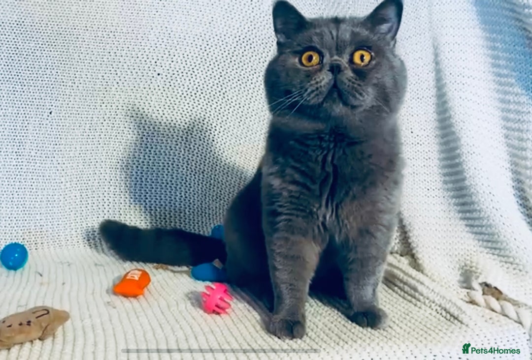 British Shorthair cats for sale: Adult Females and Males for Sale  - Image 4