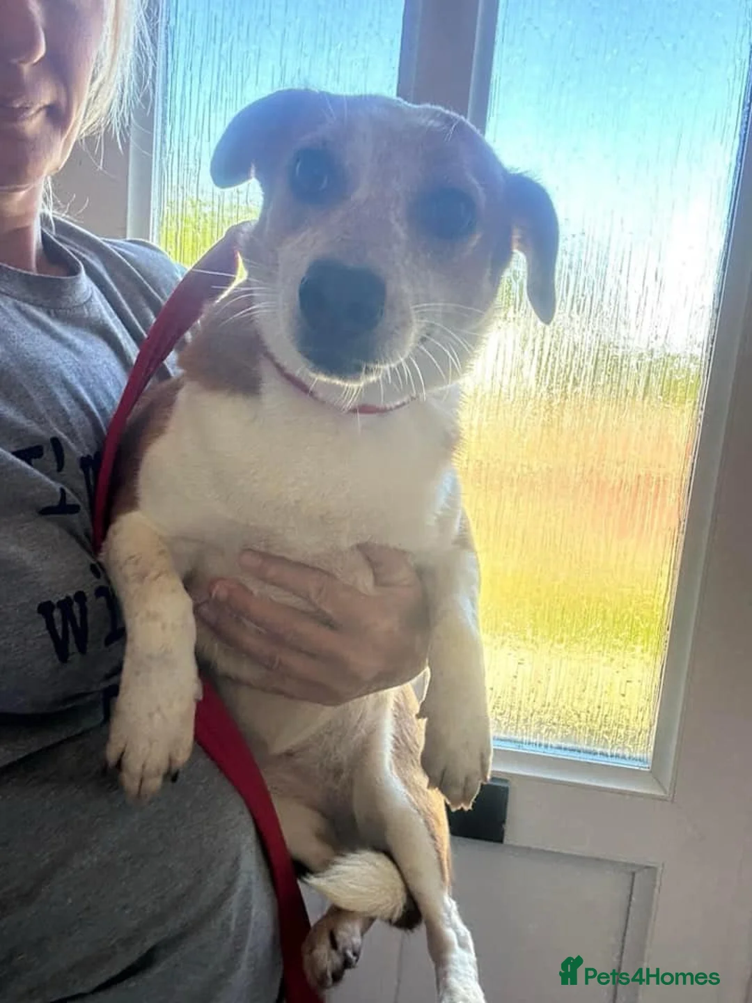 Mixed Breed dogs for adoption: Tessa - Poringland Norfolk  in Norwich - Advert 22