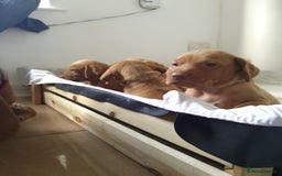 Hungarian Vizsla dogs for sale: 4 adorable Hungarian vizsla BOYS available - Image 35