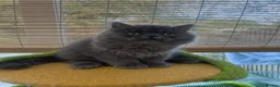 Persian cats for sale: Stunning Persian kitten for sale  - Advert 4