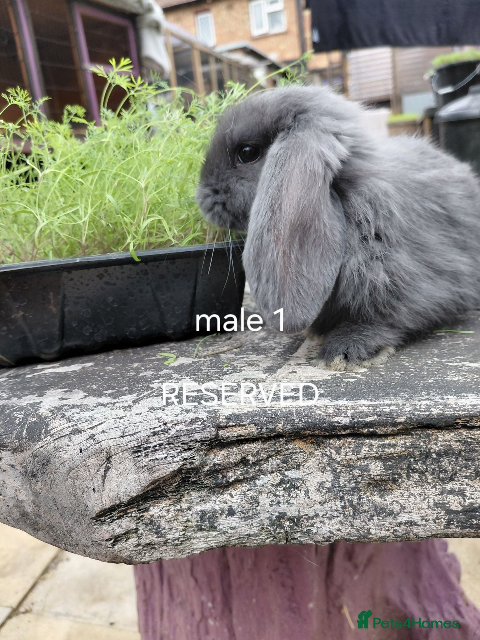 French Lop rabbits Vaccinated french lop babies  - Advert 2