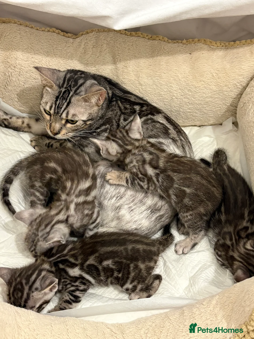 Bengal cats for sale: Adorable Bengal Babies Looking for Forever Homes - Advert 1