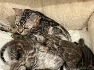 Bengal cats Adorable Bengal Babies Looking for Forever Homes - Advert 2