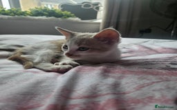 Mixed Breed cats for sale: Ready for new home kittens and 1 year female - Image 10
