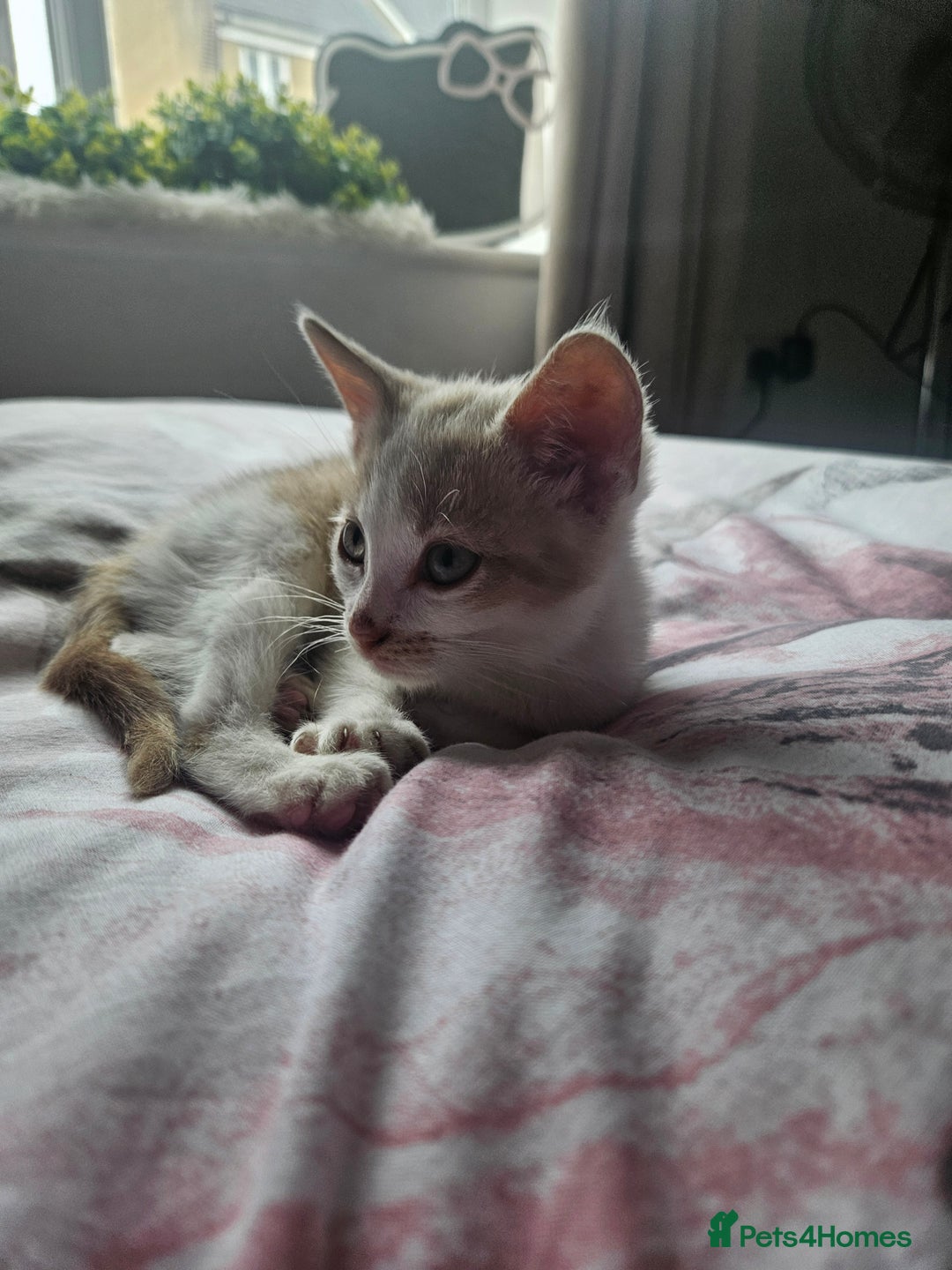 Mixed Breed cats for sale: Ready for new home kittens and 1 year female - Image 10