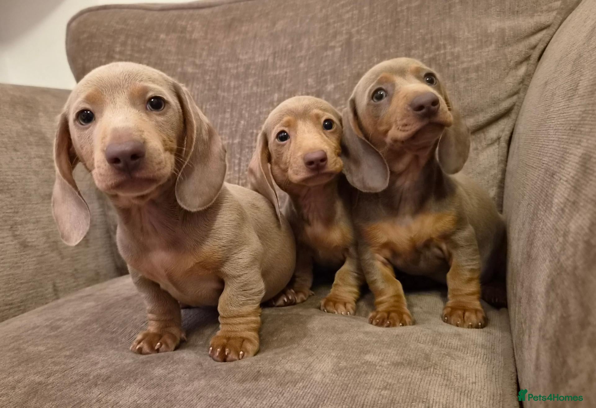 Miniature Dachshund dogs Isabella miniature dachshund puppies  - Advert 1