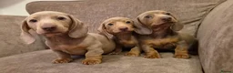 Miniature Dachshund dogs for sale: Isabella miniature dachshund puppies  - Advert 1