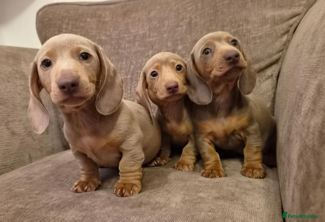 Miniature Dachshund dogs for sale: Isabella miniature dachshund puppies  - Advert 1