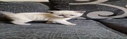 British Shorthair cats for sale: British shorthair kittens  - Advert 12