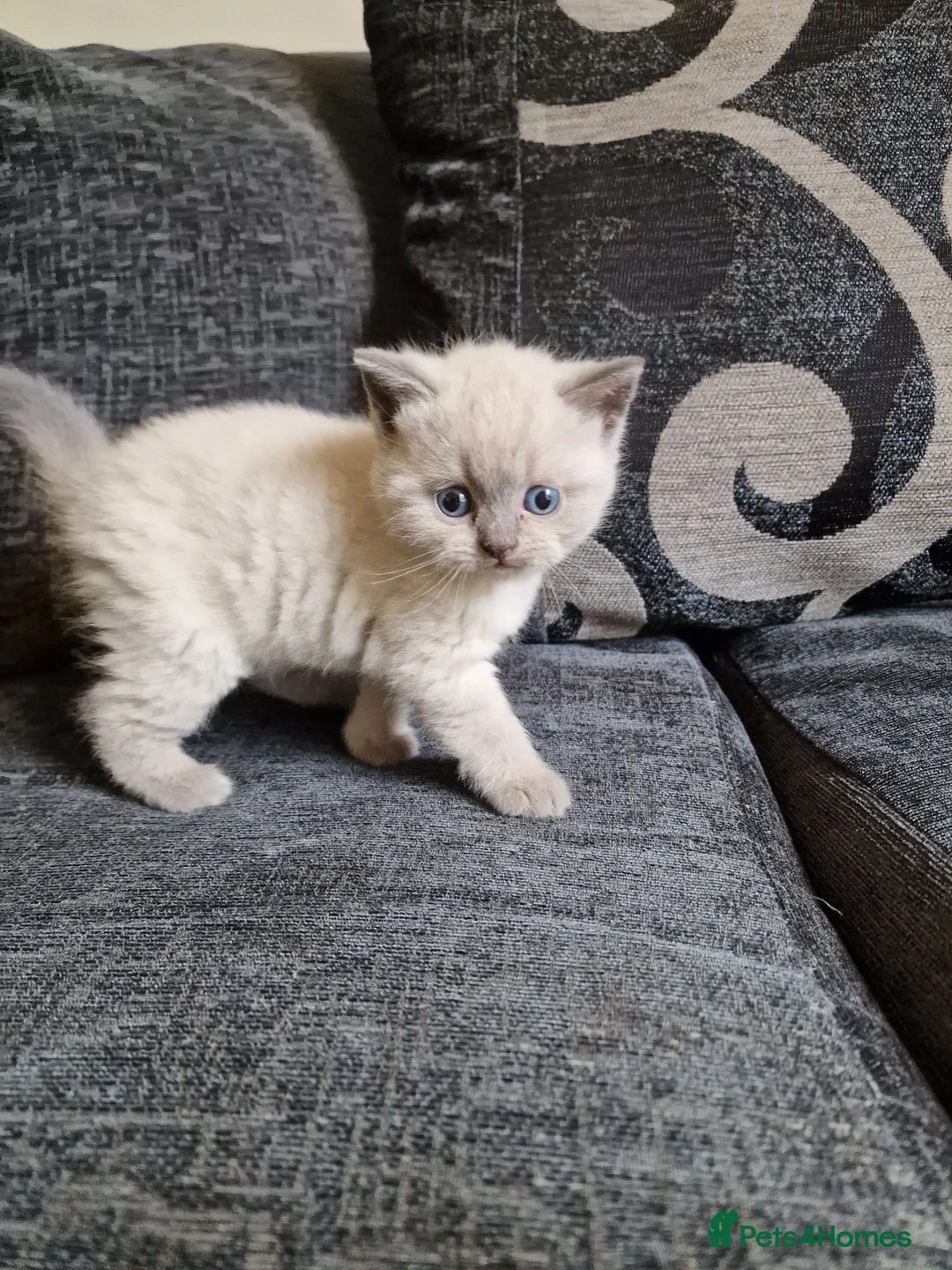 British Shorthair cats for sale: British shorthair kittens  - Advert 12