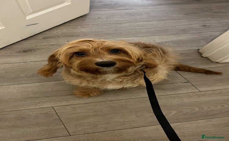 Cockapoo dogs - Advert 1