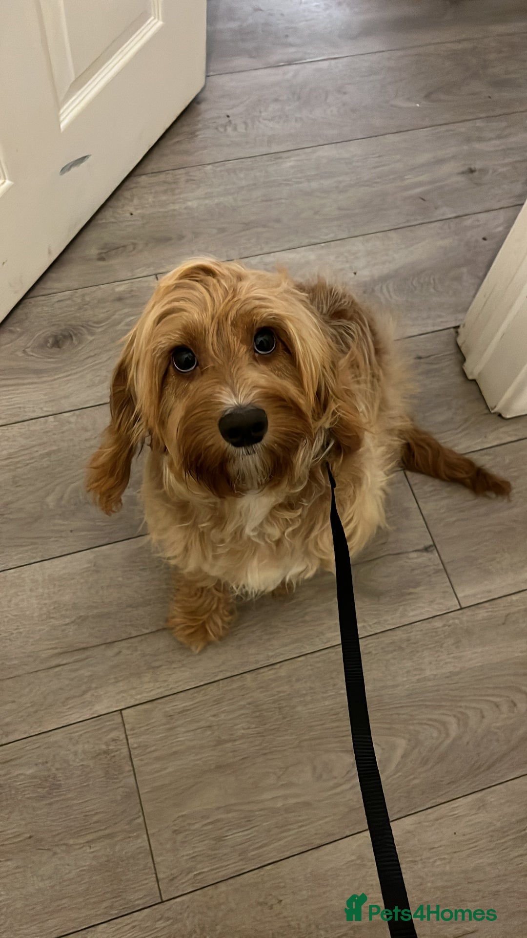 Cockapoo dogs for sale: Cockapoo puppies  - Image 2