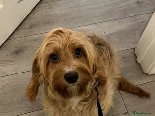 Cockapoo dogs - Advert 1