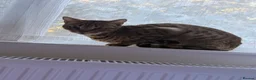 Mixed Breed cats for sale: 🐾 Beautiful 3-Year-Old Bengal Cat ❤️ - Advert 2