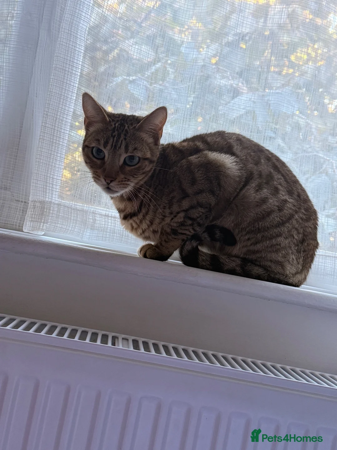 Mixed Breed cats for sale: 🐾 Beautiful 3-Year-Old Bengal Cat ❤️ - Advert 2