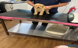 Poodle dogs for sale: Two adorable boys  - Image 6