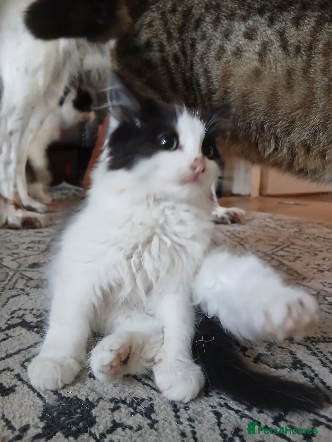 Mixed Breed cats for sale: 2 boys, 1 girl kitten  - Advert 1