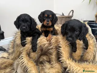 Cocker Spaniel dogs Black and Tan cocker spaniels - Advert 6