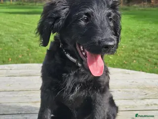Goldendoodle dogs Beautiful f1 Goldendoodles - Advert 5