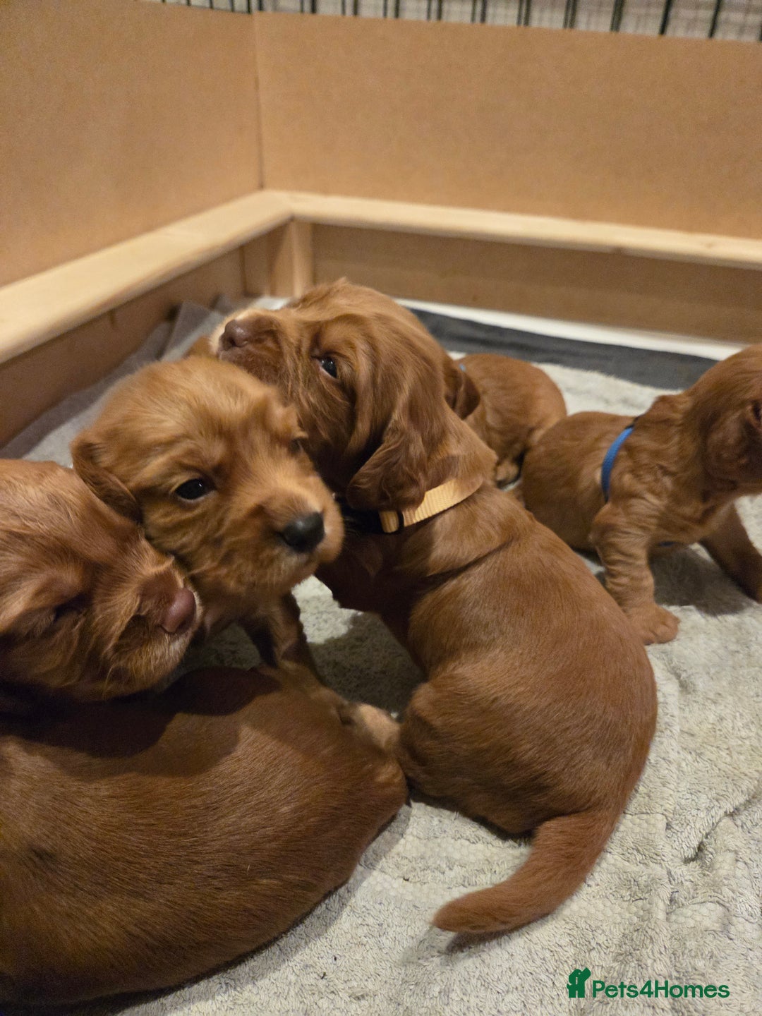 Cocker Spaniel dogs for sale: Beautiful cocker spaniel pups  - Image 3