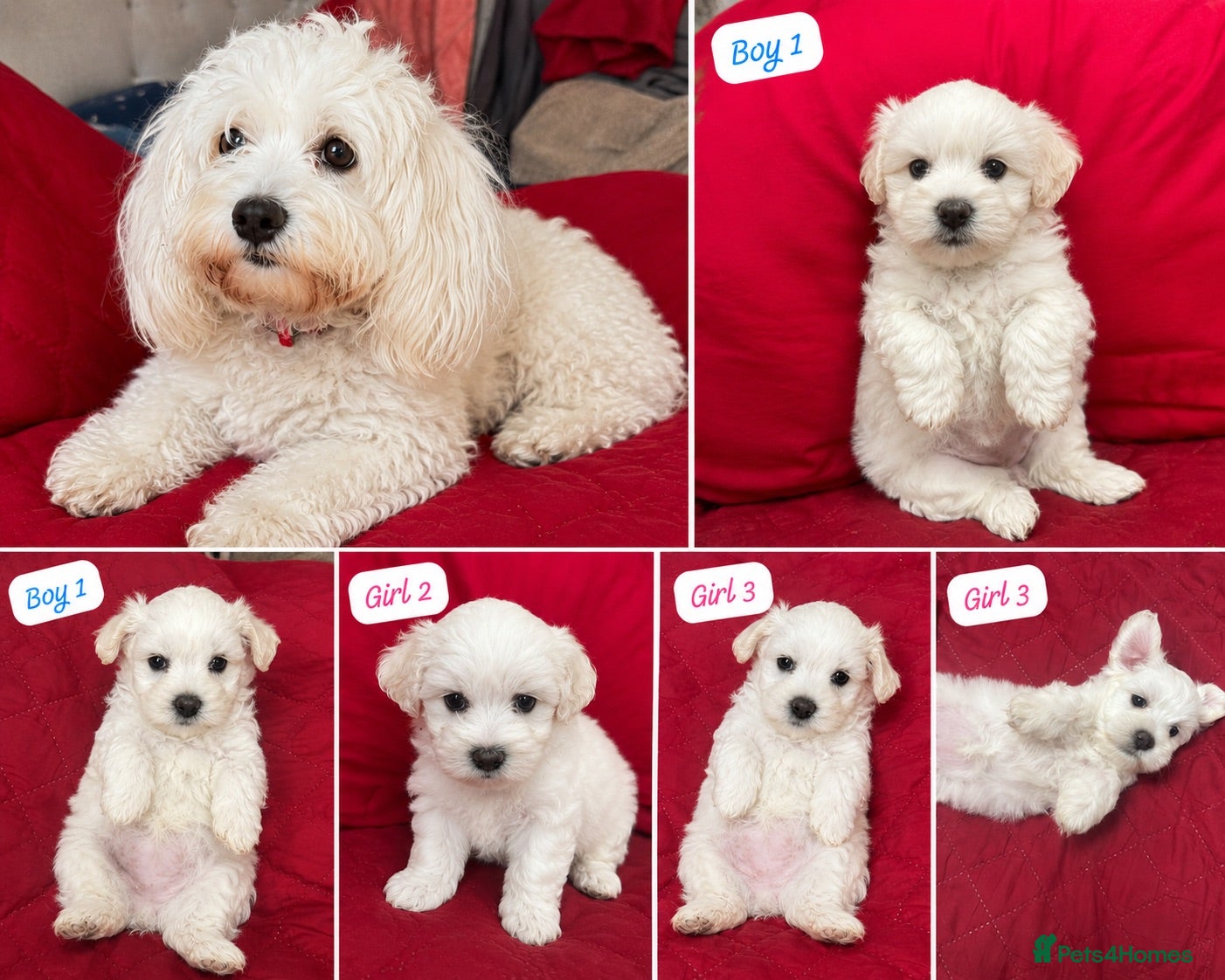 Bichon Frise dogs 🐶 6 Adorable Puppies Looking for a Home - Advert 1