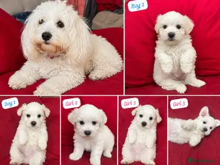 Bichon Frise dogs 🐶 6 Adorable Puppies Looking for a Home - Advert 1