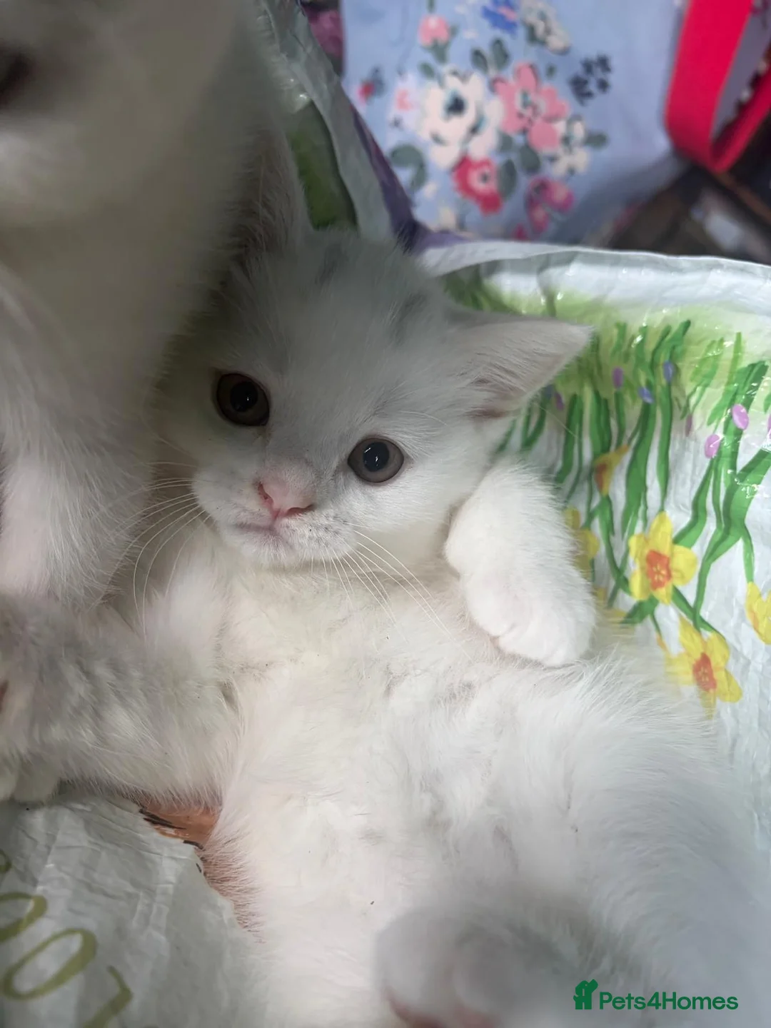 Scottish Fold cats for sale: Beautiful friendly kittens. - Advert 2