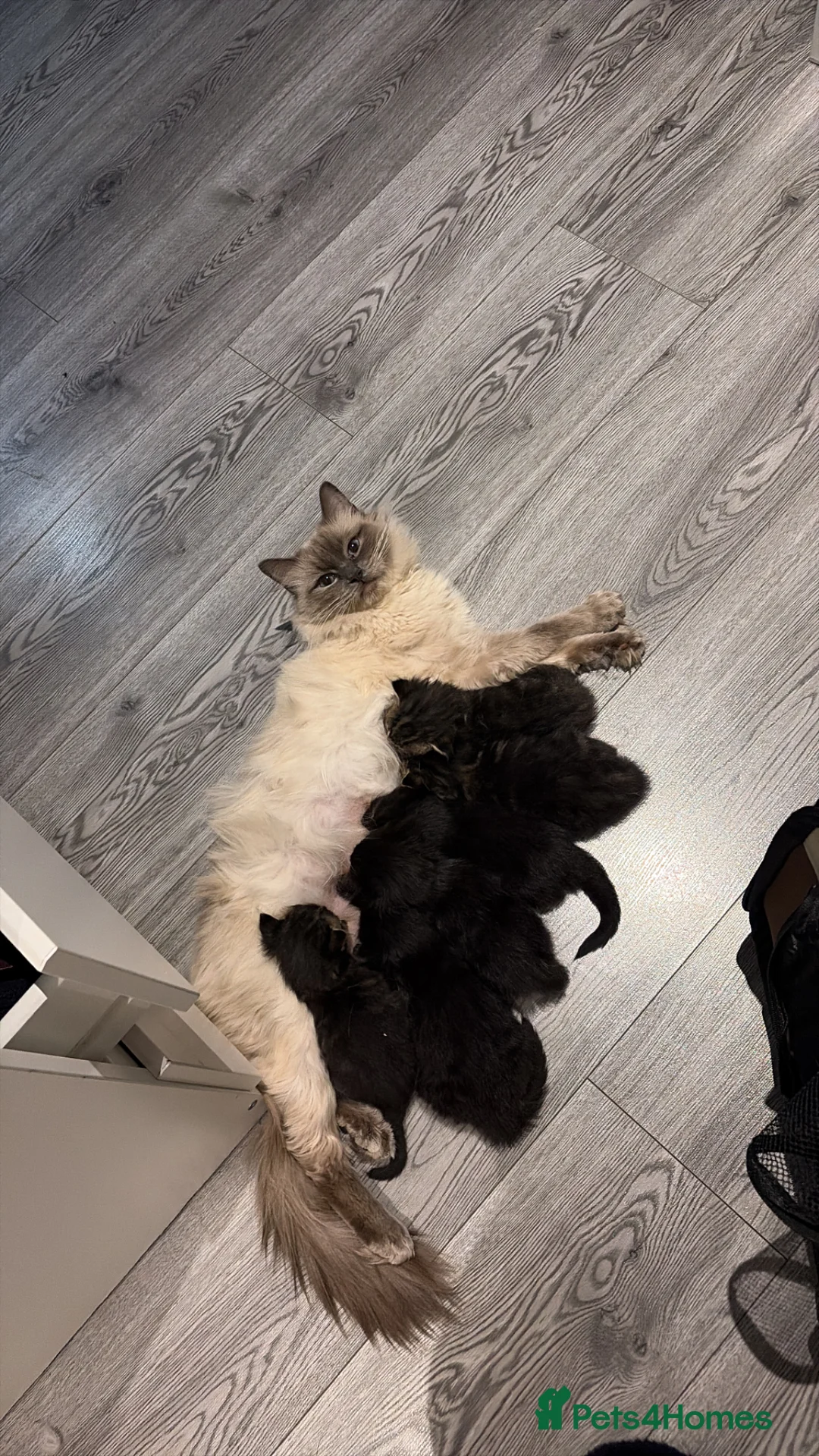 Ragdoll cats for sale: Beautiful Ragdoll x Siberian Kittens - Advert 9