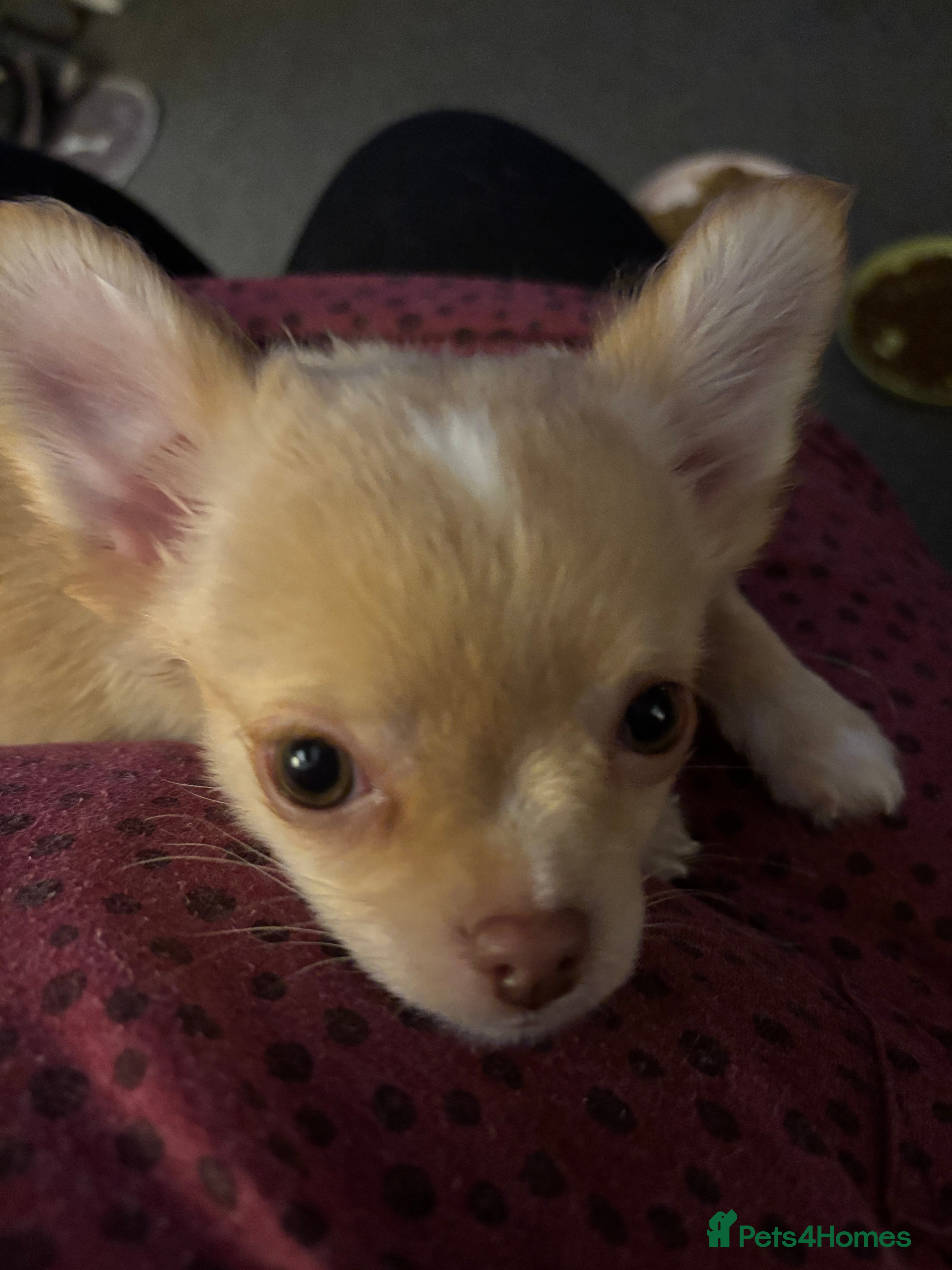 Chihuahua dogs KC Registered Chihuahua puppies available  - Advert 10