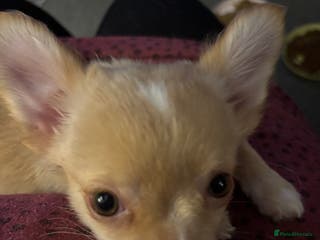 Chihuahua dogs KC Registered Chihuahua puppies available - Advert 10