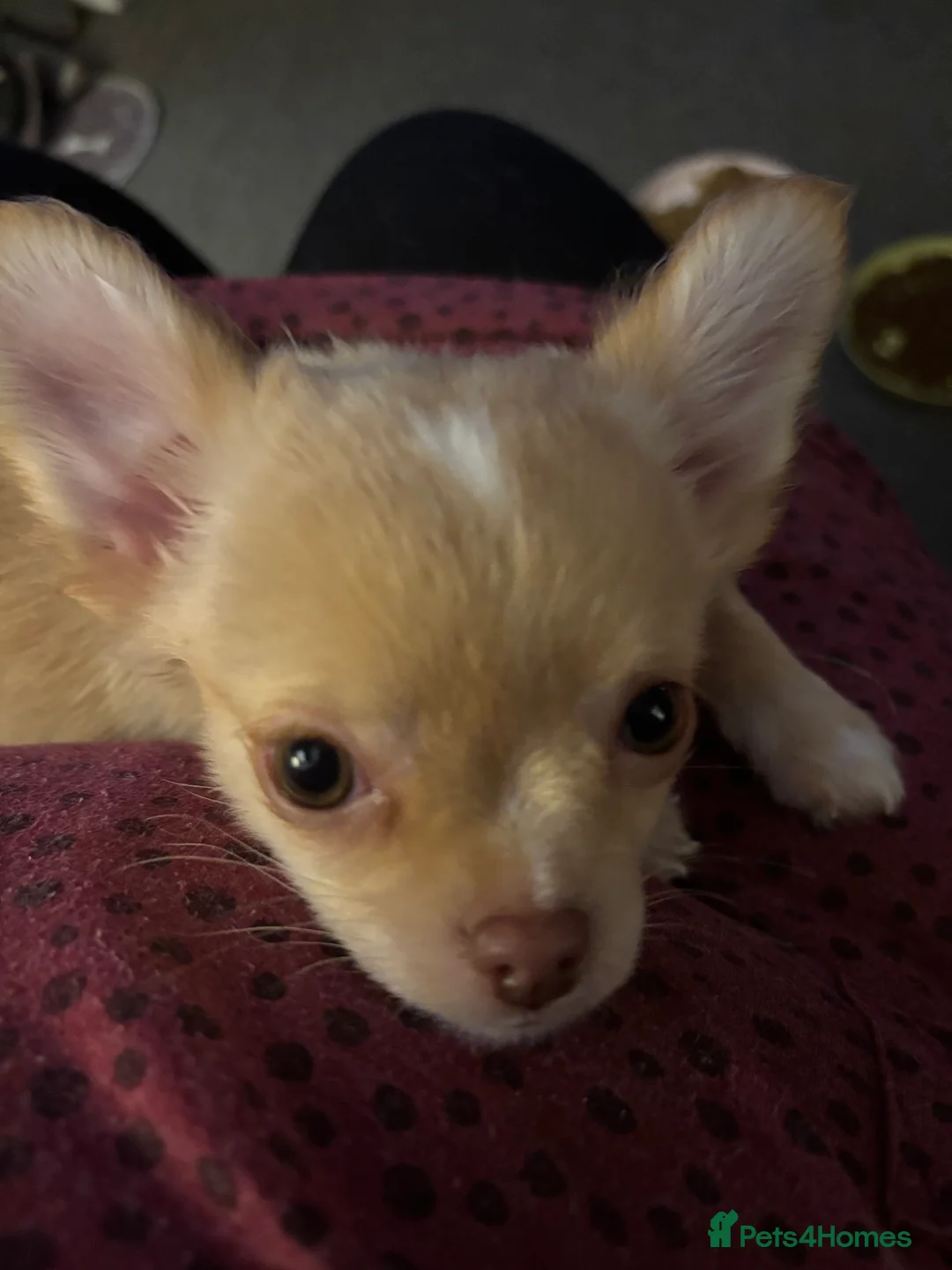 Chihuahua dogs for sale: Only 3 KC Registered perfect boys available  - Advert 8