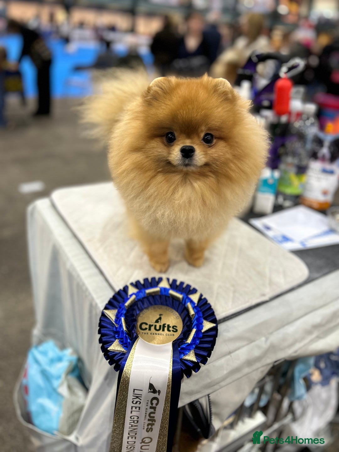 Pomeranian dogs for stud: STUD POMERANIAN - Advert 1