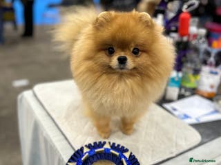 Pomeranian dogs STUD POMERANIAN - Advert 2