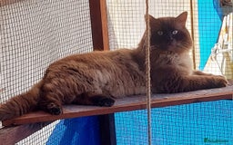 Ragdoll cats for sale: 5 Ragdoll kittens for sale Ready soon - Image 7