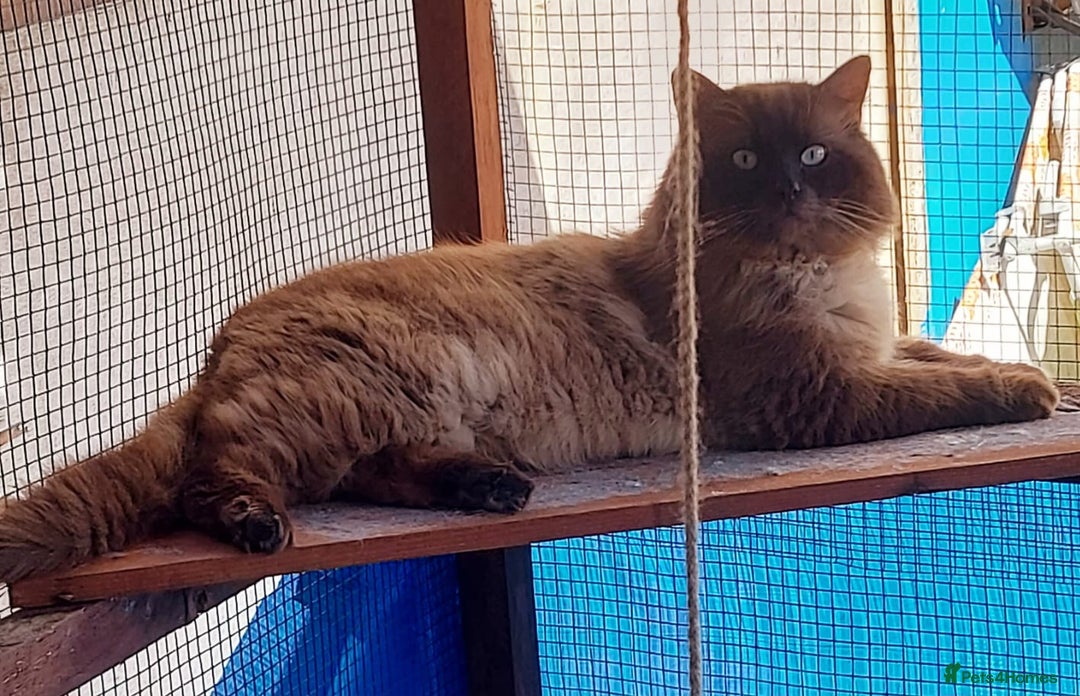 Ragdoll cats for sale: 5 Ragdoll kittens for sale Ready soon - Image 7