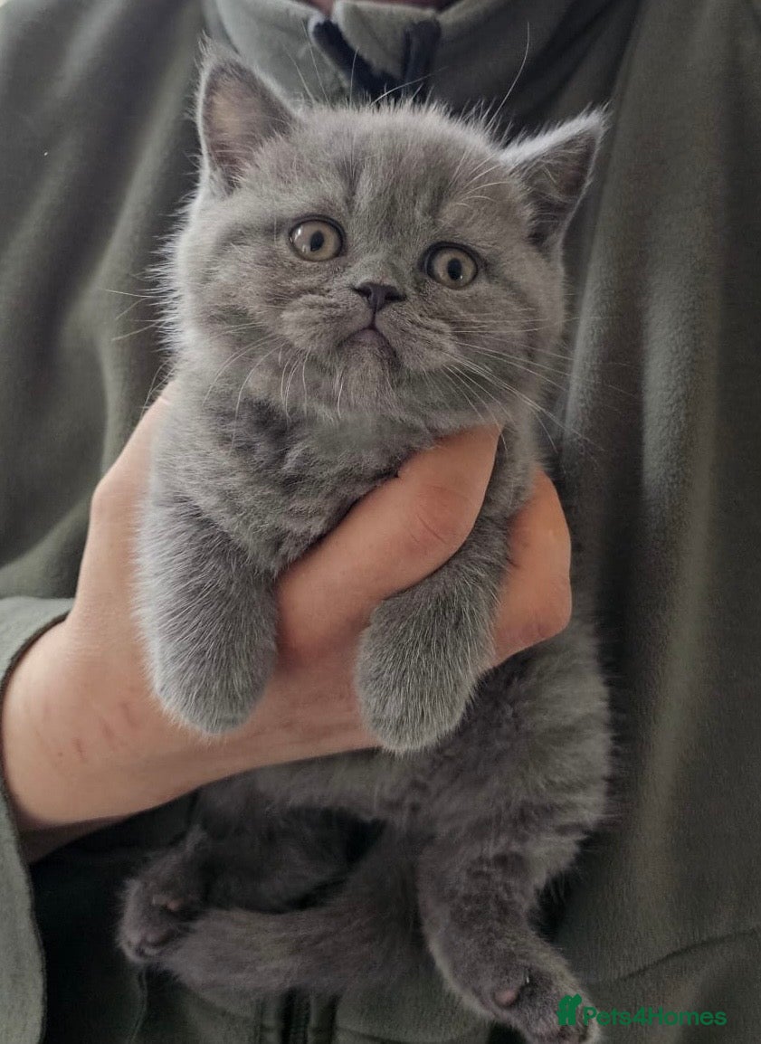 British Shorthair cats Pure breed amazing kitten from champion bloodline  - Advert 2