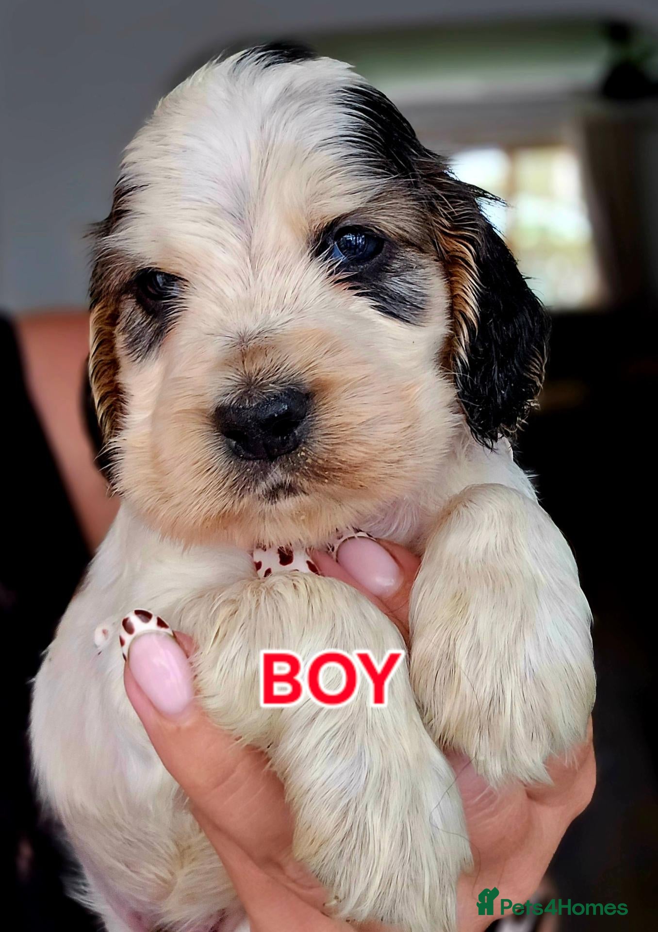Cocker Spaniel dogs KC Reg Show Cocker Spaniel Pups Health Clear Boys - Advert 2